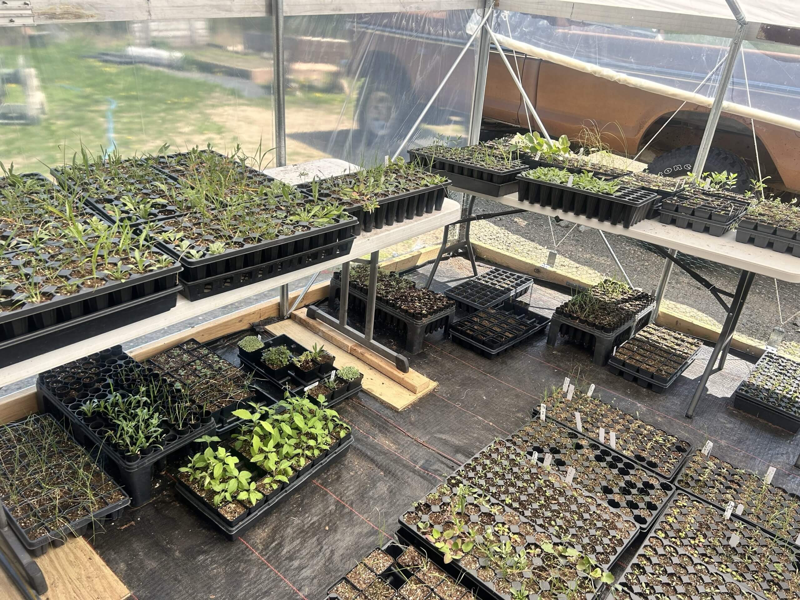 a variety of native plant plugs at Wind Flower Natives