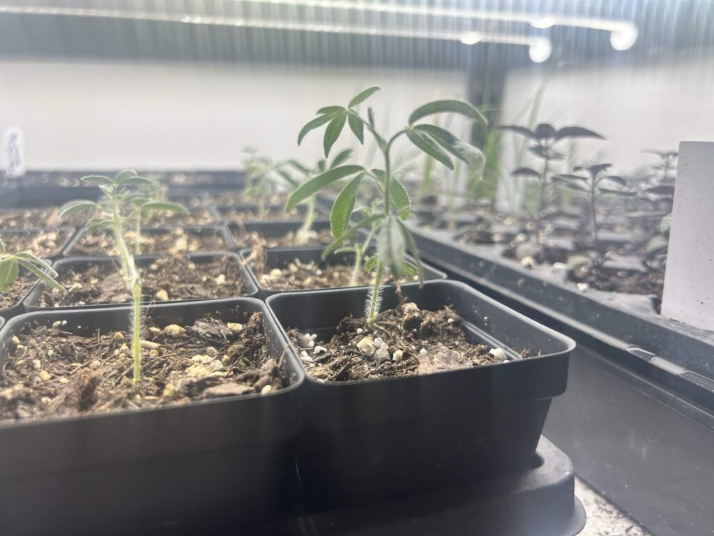 turnip of the prairie