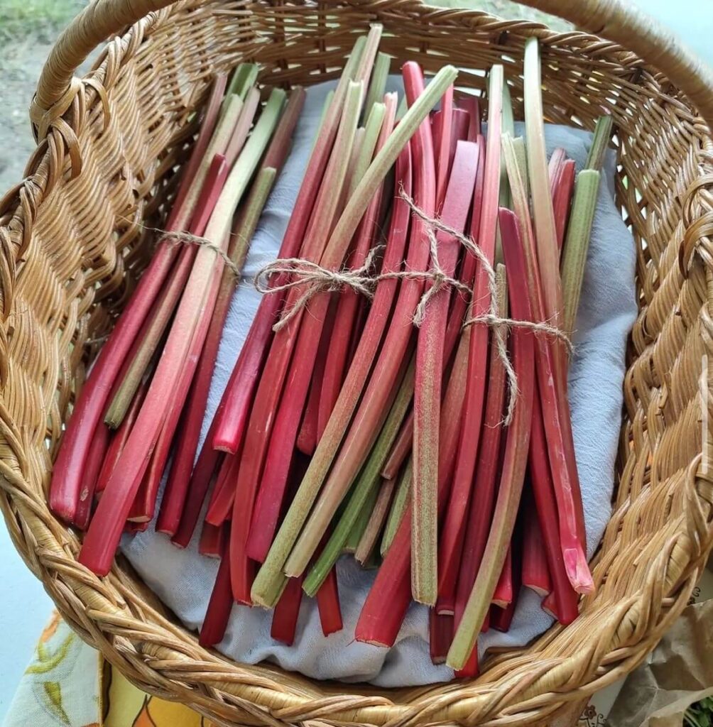 rhubarb