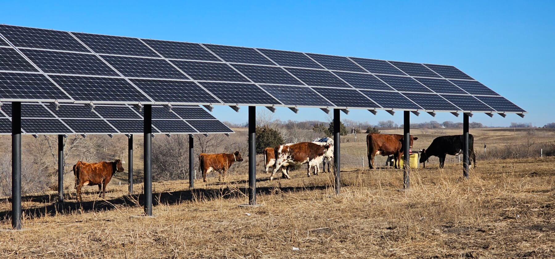 Cows under solar panels