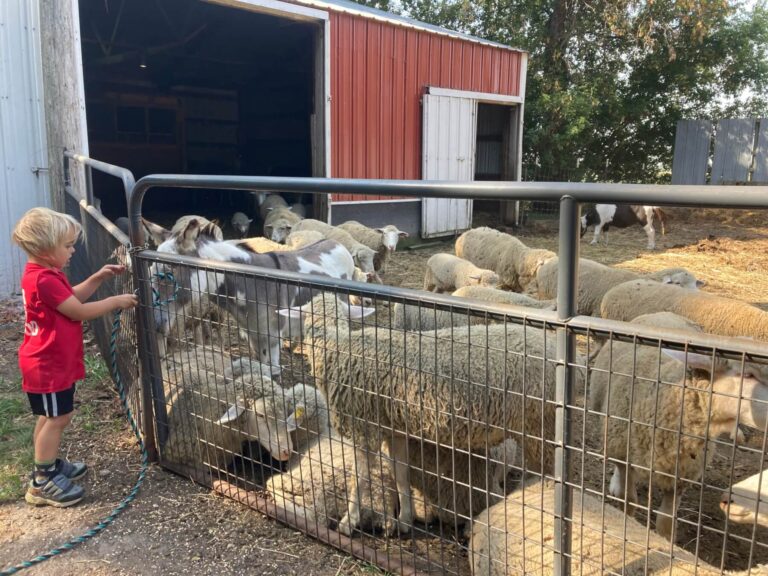 Harvest Hope Sheep