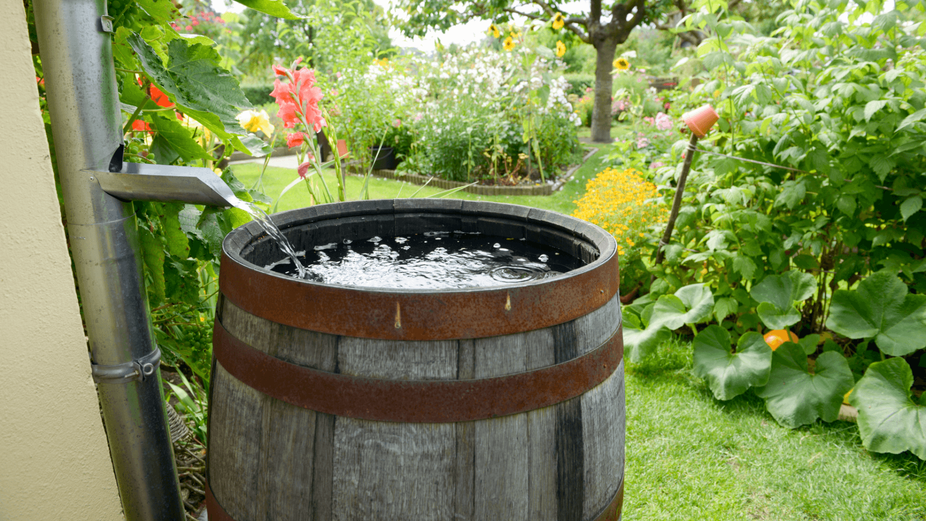 Water Conservation and Rain Barrel