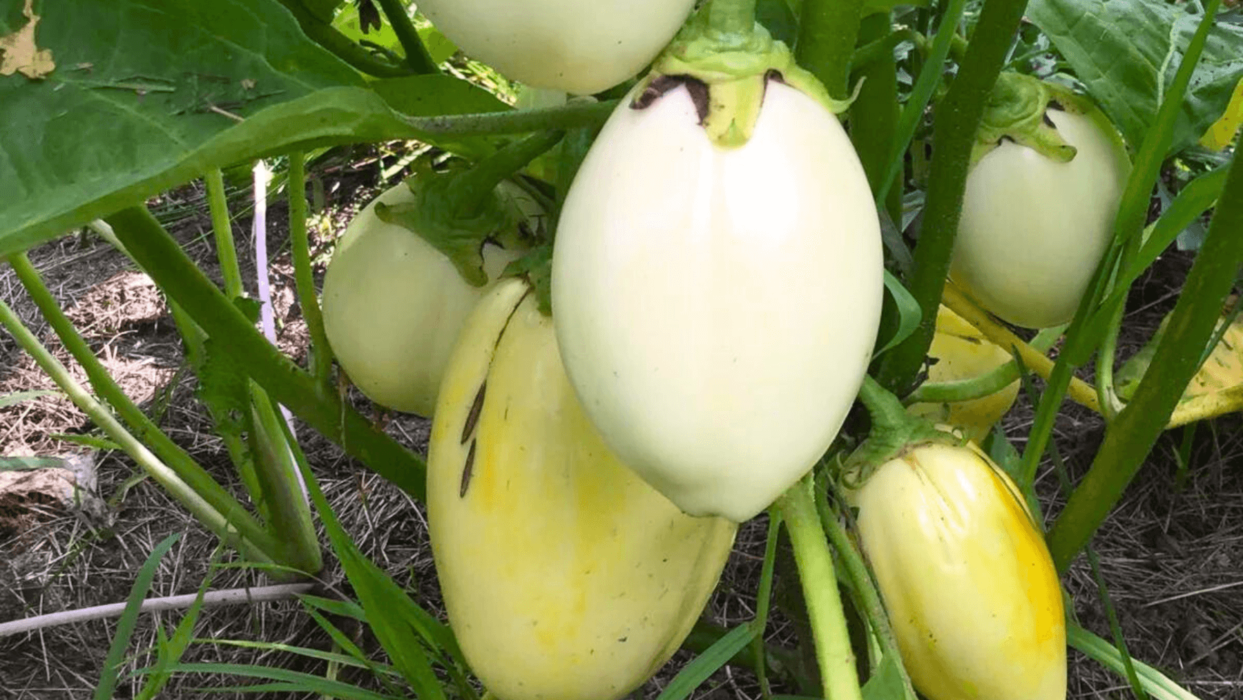 North Circle Seeds White Eggplant