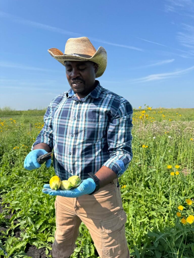 Caliton shows us eggplants.