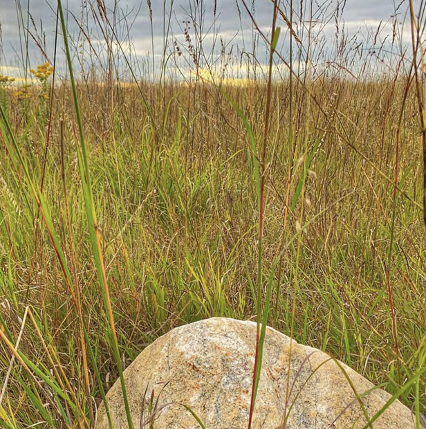Greenspace & Trees photo