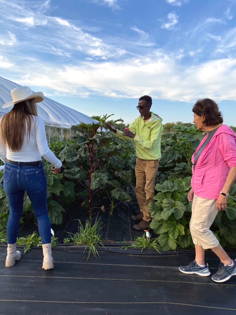 people working in a garden